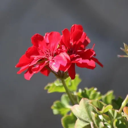 Dağ evi Cota 1500 - Chale 51 -