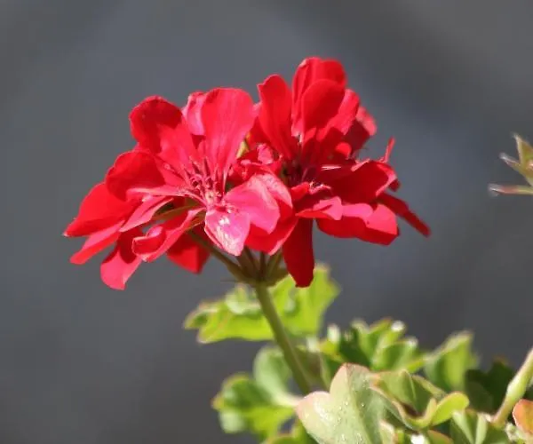 Chalet Cota 1500 - 51 -